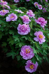 牡丹花開正盛，芍藥含苞待放，洛陽牡丹公園春色滿園