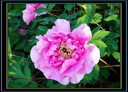 學(xué)拍牡丹 如何用鏡頭捕捉國色天香之美